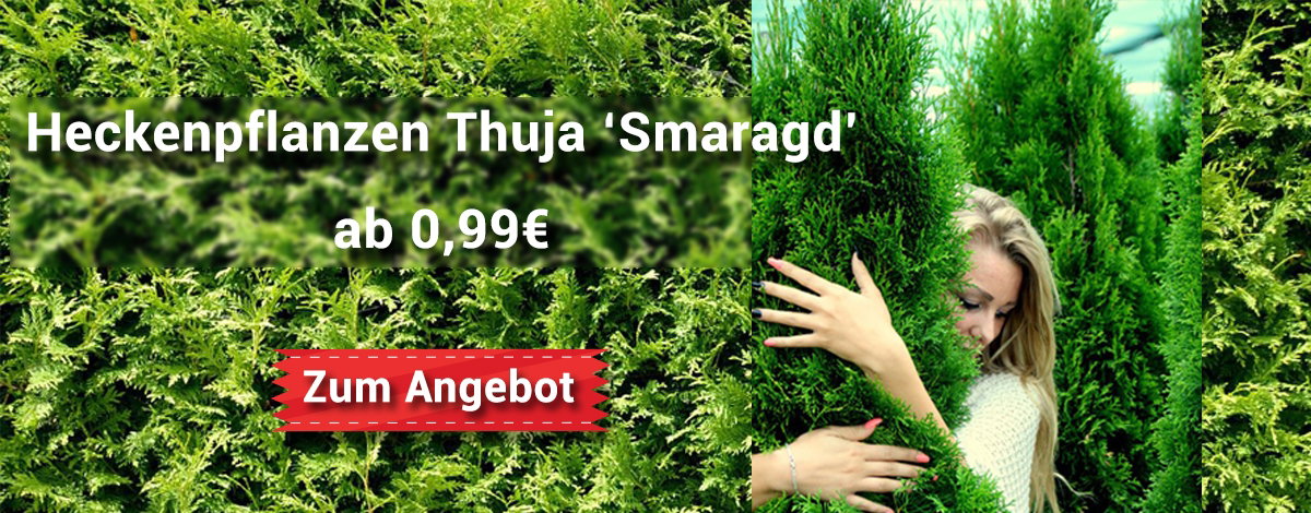 thuja smaragd